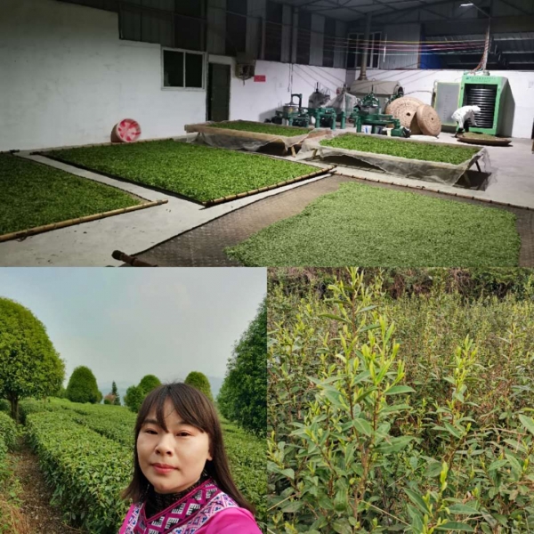 Tea farmer and photo of tea processing facilities for our green tea